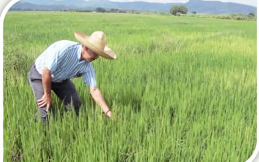 Panama Crece en Arroz programa con Conagro Semillas y Agrosilos
